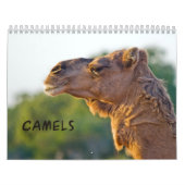 CAMELS Wall Calendar Kalender (Titelbild)