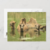 Camels Yum Postkarte (Vorne/Hinten)