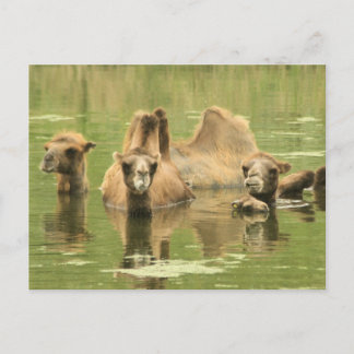 Camels Yum Postkarte