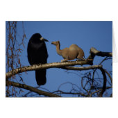 Camelus dromedarius (Vorderseite (Horizontal))