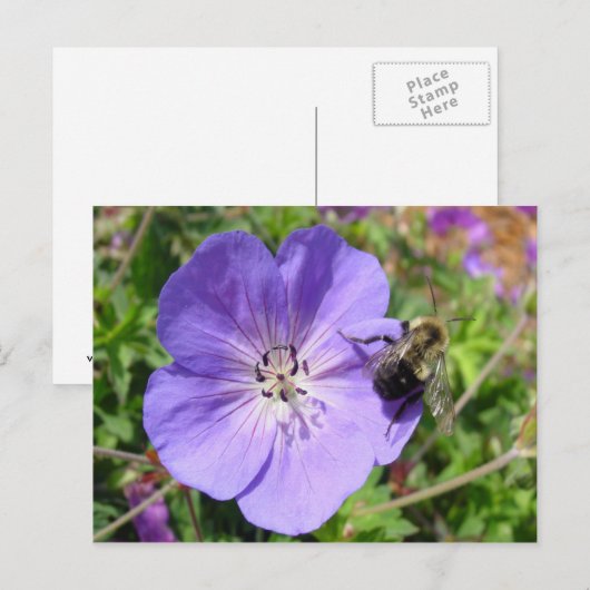 Camera Shy Bumble Bee Postkarte (Vorne/Hinten)