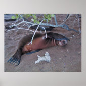 Camera Shy Poster (Vorne)