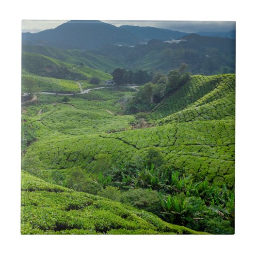 Cameron Highlands Tea Plantation Fliese (Vorderseite)