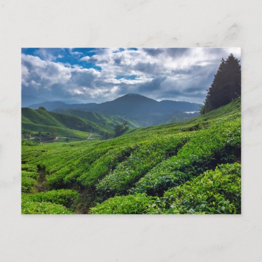 Cameron Highlands Tea Plantation Postkarte (Vorderseite)