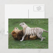 CamNzabu006 Postkarte (Vorne/Hinten)