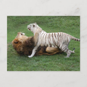 CamNzabu006 Postkarte