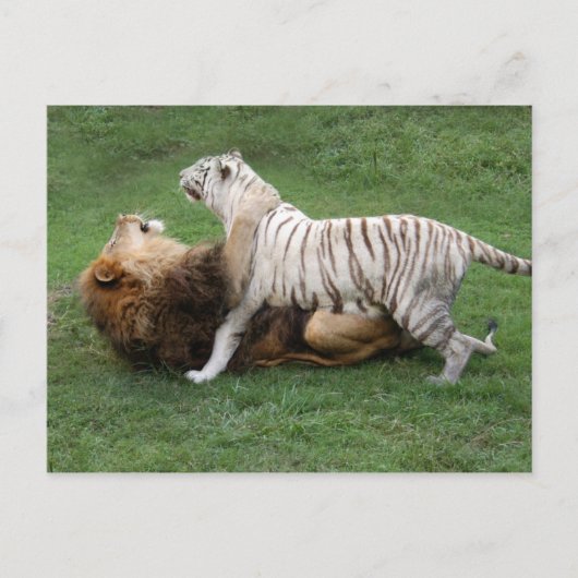 CamNzabu006 Postkarte (Vorderseite)