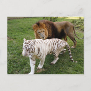 CamNzabu030 Postkarte