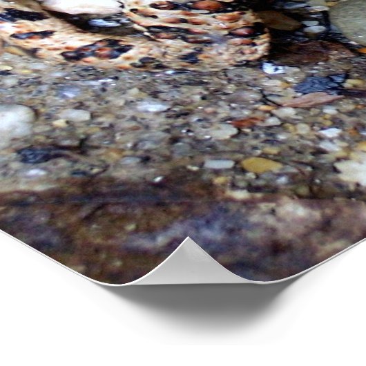 Camoflouge Toad Poster (Ecke)