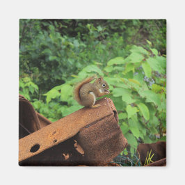 Camouflage-Eichhörnchen Magnet