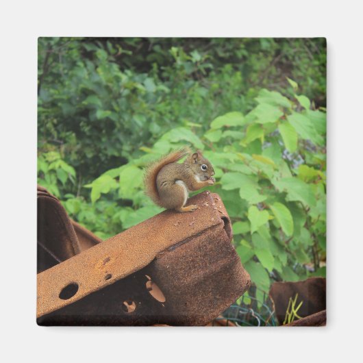Camouflage-Eichhörnchen Magnet (Vorne)