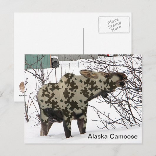 Camouflage Elche (Camoose) Postkarte (Vorne/Hinten)
