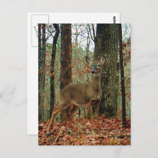 Camouflage, Hirsch Postkarte (Vorne/Hinten)