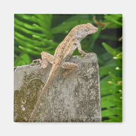 Camouflage Master Magnet