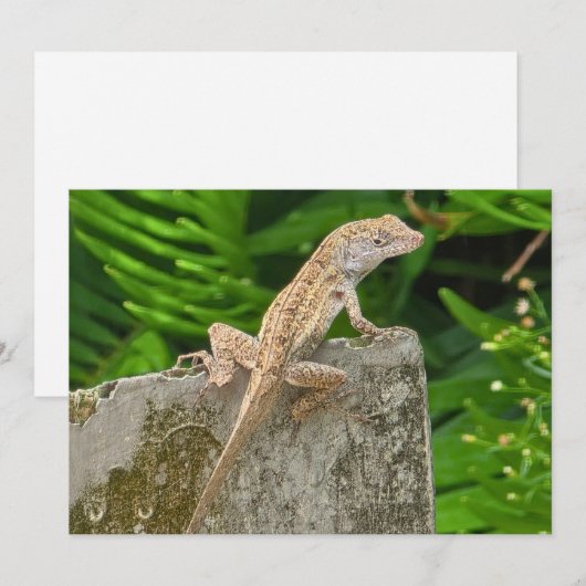 Camouflage Master Mitteilungskarte (Vorne/Hinten)