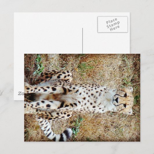 Camouflage Postkarte (Vorne/Hinten)