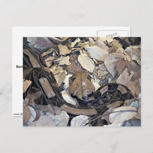 Camouflage-Schlange Postkarte (Vorne/Hinten)