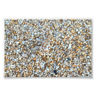 Camouflaged Ghost Crab an einem Kauai Beach, Hawai Fotodruck