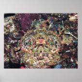 Camouflaged Scorpionfish Poster (Vorne)