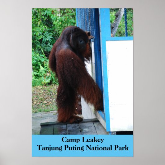 Camp Leakey Tanjung Putting Nationalpark Borneo Poster (Vorne)