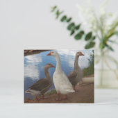 Camp Verde Gese Postkarte (Stehend Vorderseite)