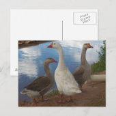 Camp Verde Gese Postkarte (Vorne/Hinten)