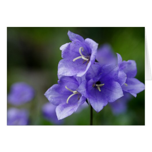 Campanula (Vorderseite (Horizontal))