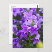 Campanula Alpenblue [Postkarte] Postkarte (Vorne/Hinten)