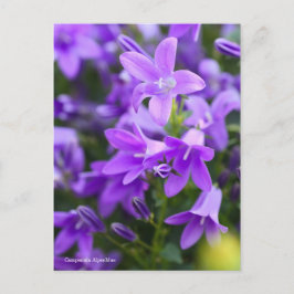 Campanula Alpenblue [Postkarte] Postkarte