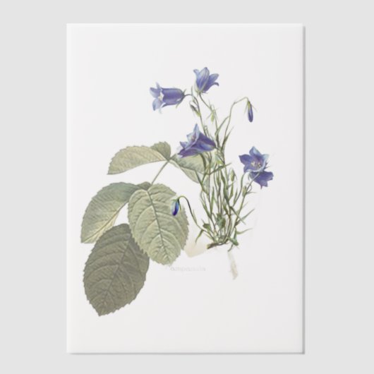 Campanula Bluebell Botanische Overlay Pergament Einladungen (Vorderseite)