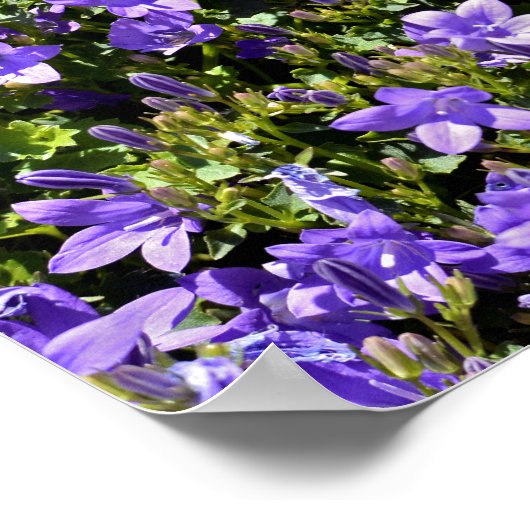 Campanula-Blume Poster (Ecke)