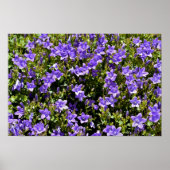 Campanula-Blume Poster (Vorne)