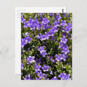 Campanula-Blume Postkarte (Vorne/Hinten)
