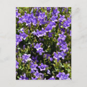 Campanula-Blume Postkarte (Vorderseite)