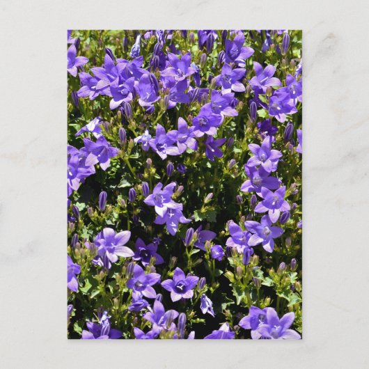 Campanula-Blume Postkarte (Vorderseite)