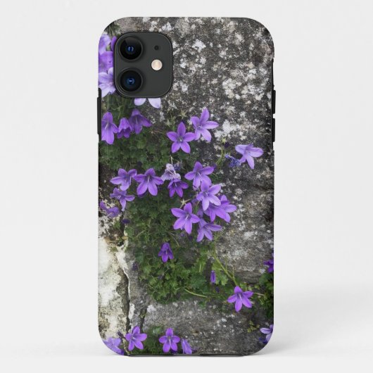 Campanula-Blume wachsen auf einer Mauer Case-Mate iPhone Hülle (Rückseite)