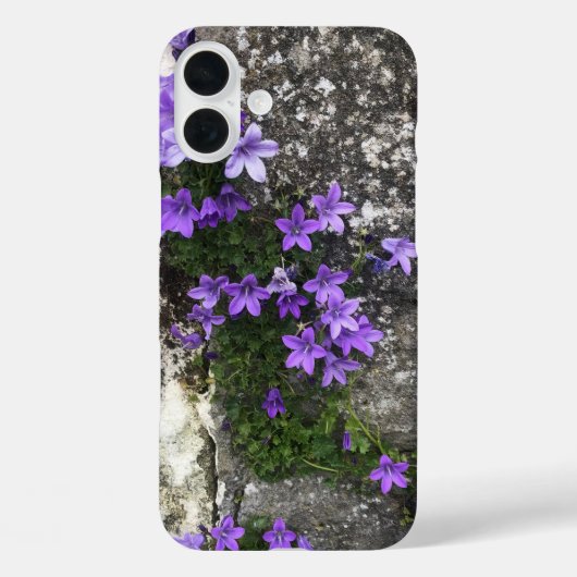 Campanula-Blume wachsen auf einer Mauer Case-Mate iPhone Hülle (Rückseite)