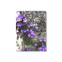 Campanula-Blume wachsen auf einer Mauer