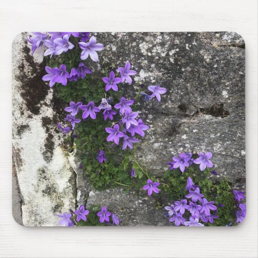 Campanula-Blume wachsen auf einer Mauer Mousepad (Vorne)