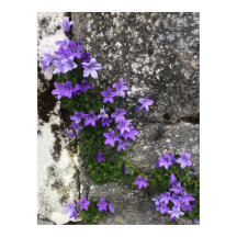 Campanula-Blume wachsen auf einer Mauer