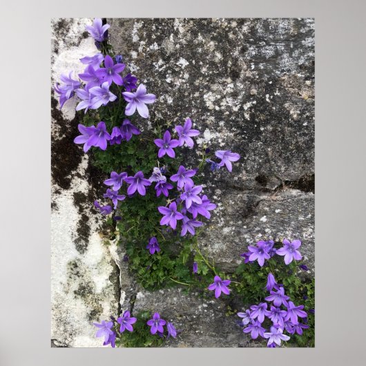 Campanula-Blume wachsen auf einer Mauer Poster (Vorne)