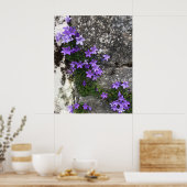 Campanula-Blume wachsen auf einer Mauer Poster (Küche)