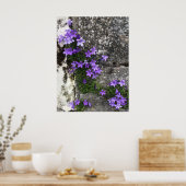 Campanula-Blume wachsen auf einer Mauer Poster (Küche)