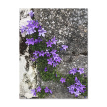 Campanula-Blume wachsen auf einer Mauer
