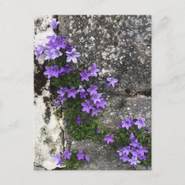 Campanula-Blume wachsen auf einer Mauer Postkarte