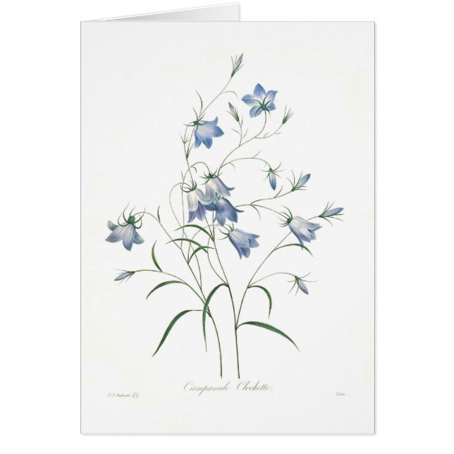 Campanula clochette (Vorne)