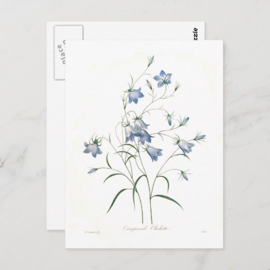 Campanula Clochette Postkarte (Vorne/Hinten)
