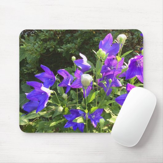 Campanula Cluster (Blue Balloon-Blume) — Mousepad (Mit Mouse)