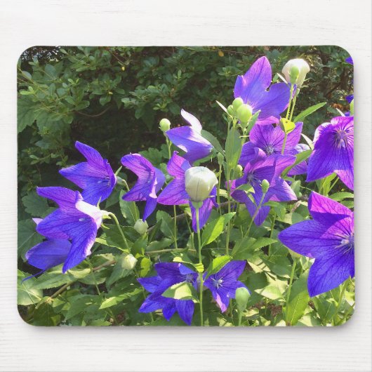 Campanula Cluster (Blue Balloon-Blume) — Mousepad (Vorne)