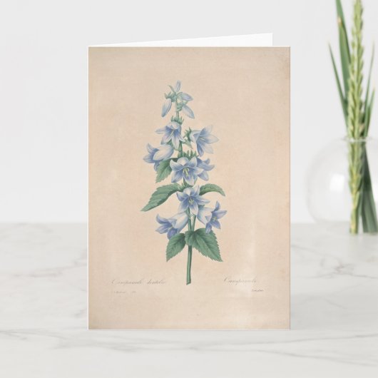 Campanula durch Redoute botanische Beileids-Karte Dankeskarte (Vorderseite)